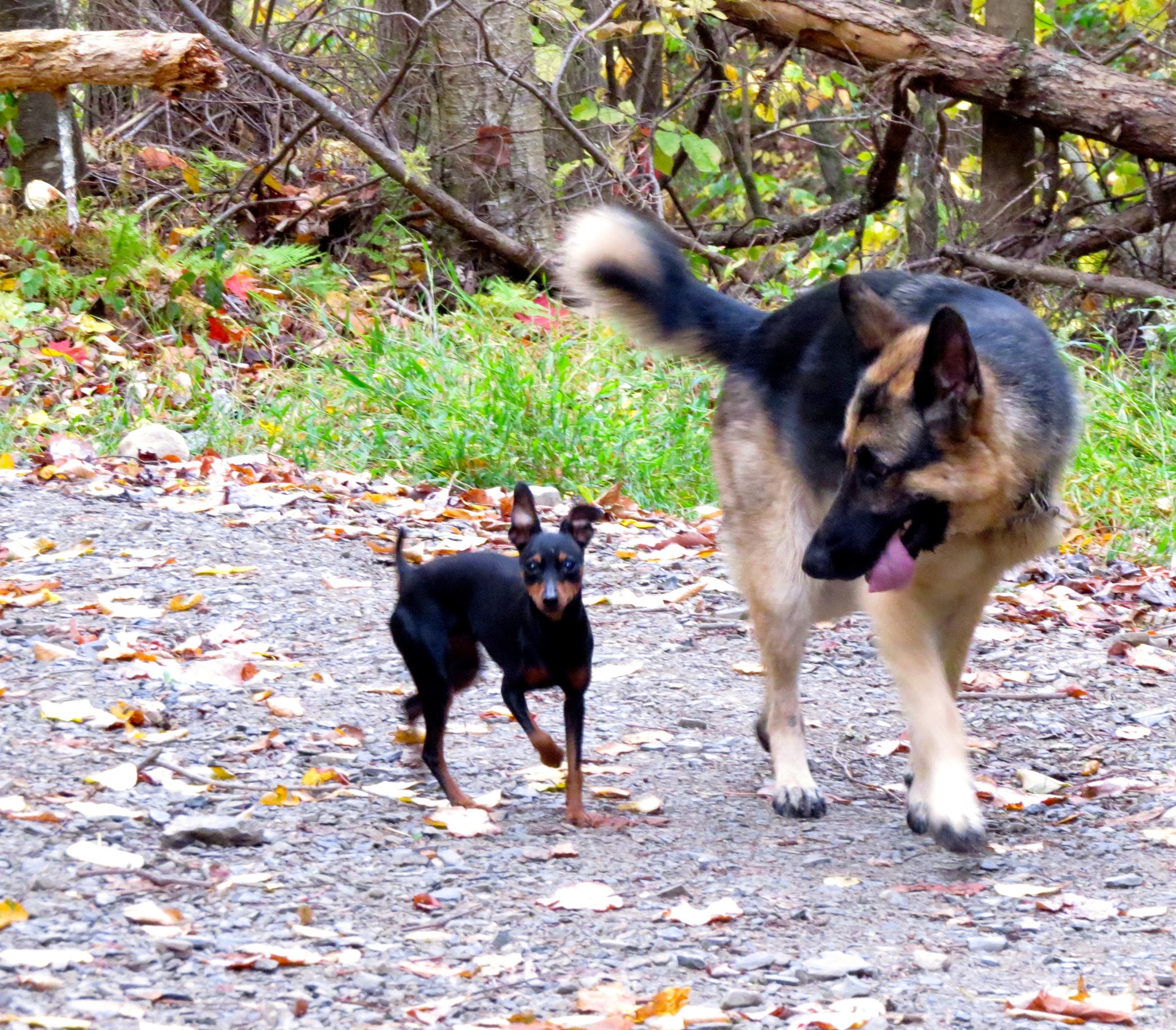 Dog Obedience Group - Boarding, Training, Daycare - Wurtsboro, NY
