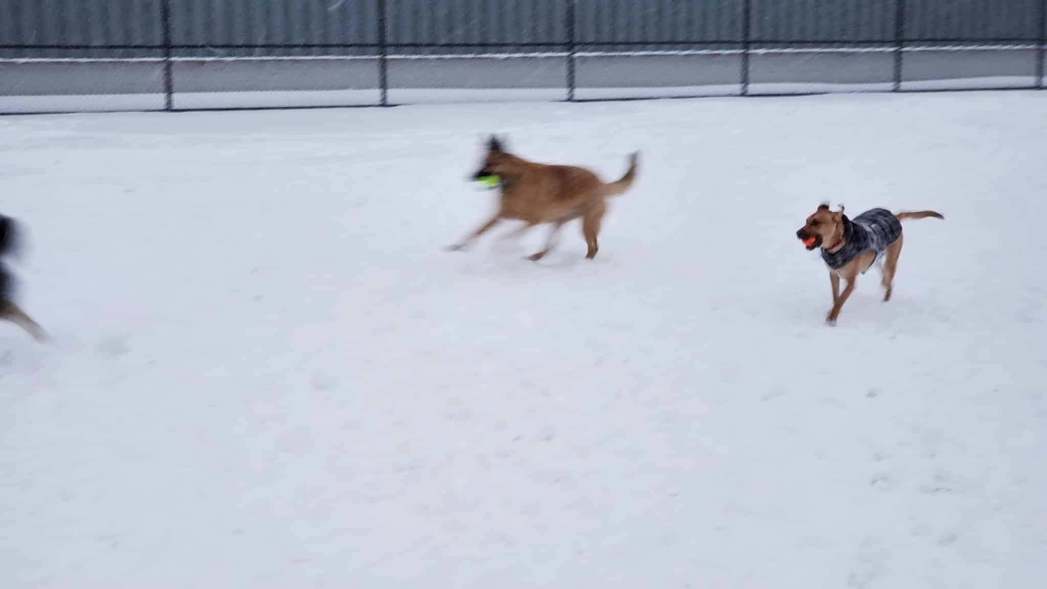 Wyandotte Dog Park - Wyandotte, MI