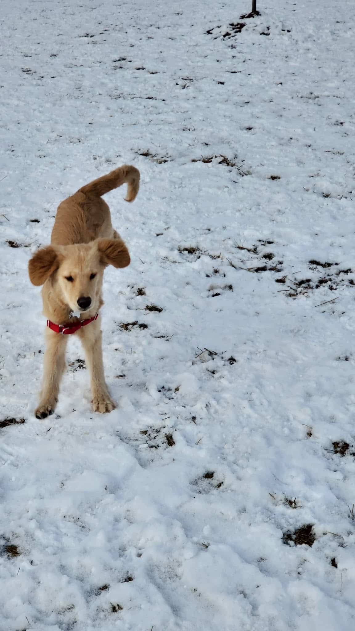 Wyandotte Dog Park - Wyandotte, MI