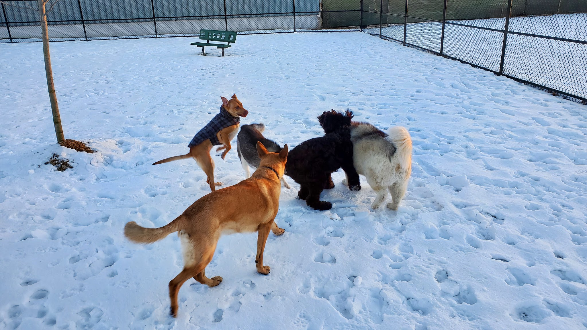 Wyandotte Dog Park - Wyandotte, MI