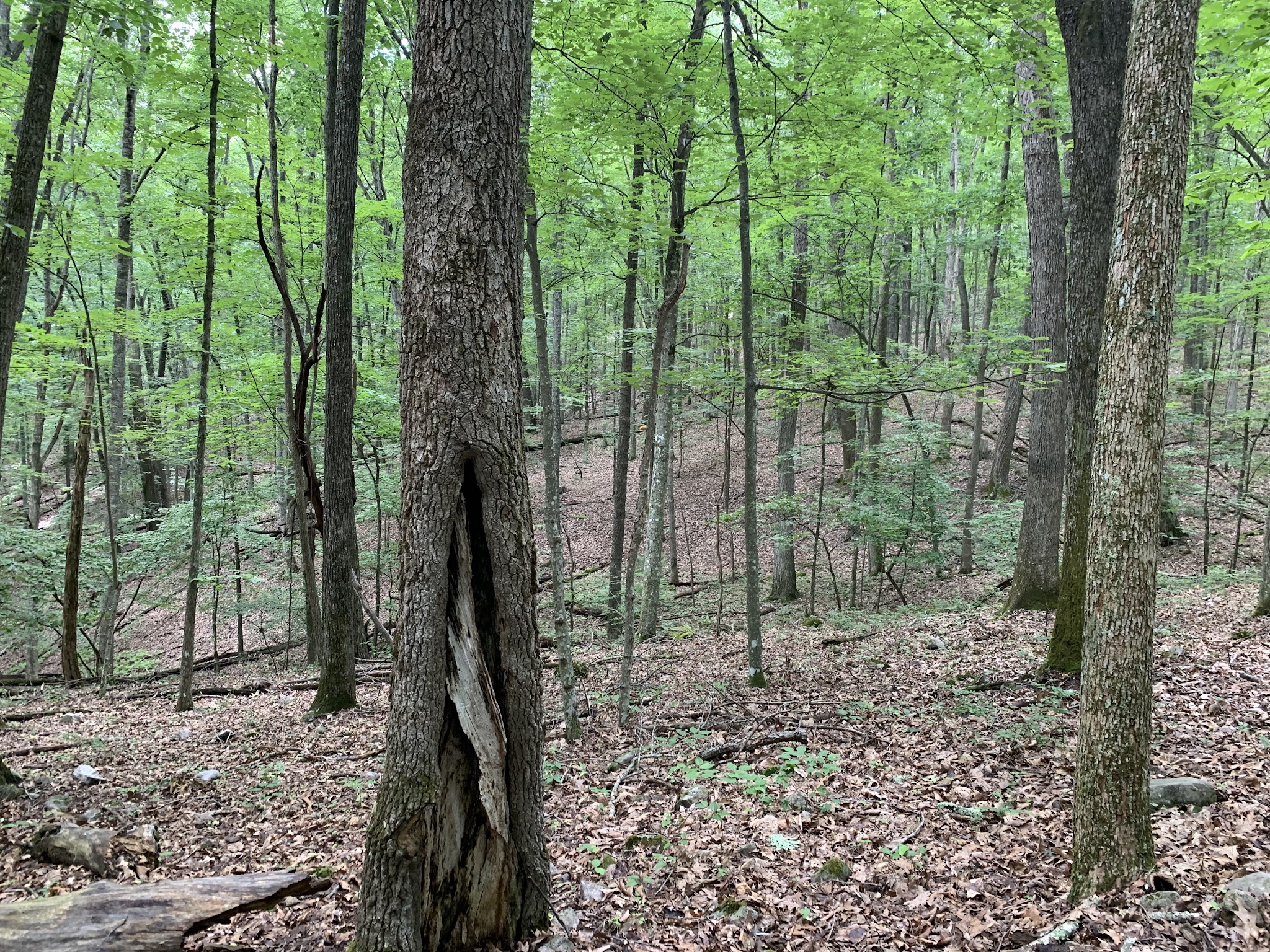 Crystal Springs Recreation Area - Wytheville, VA