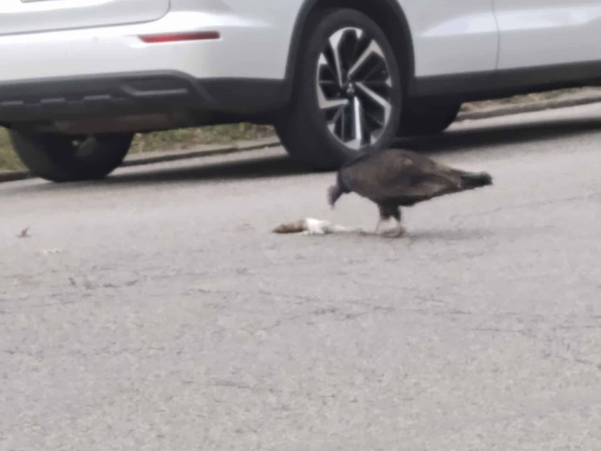 Conor Park - Yonkers, NY