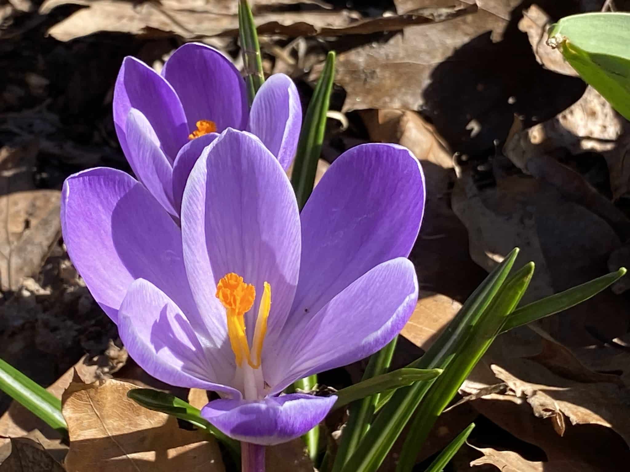 Leslie Sutherland Park - Yonkers, NY