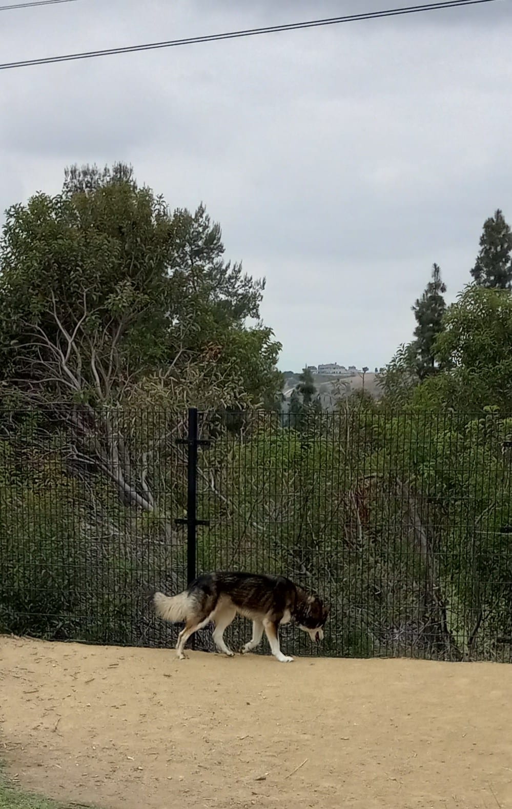 Checkers Dog Park - Yorba Linda, CA