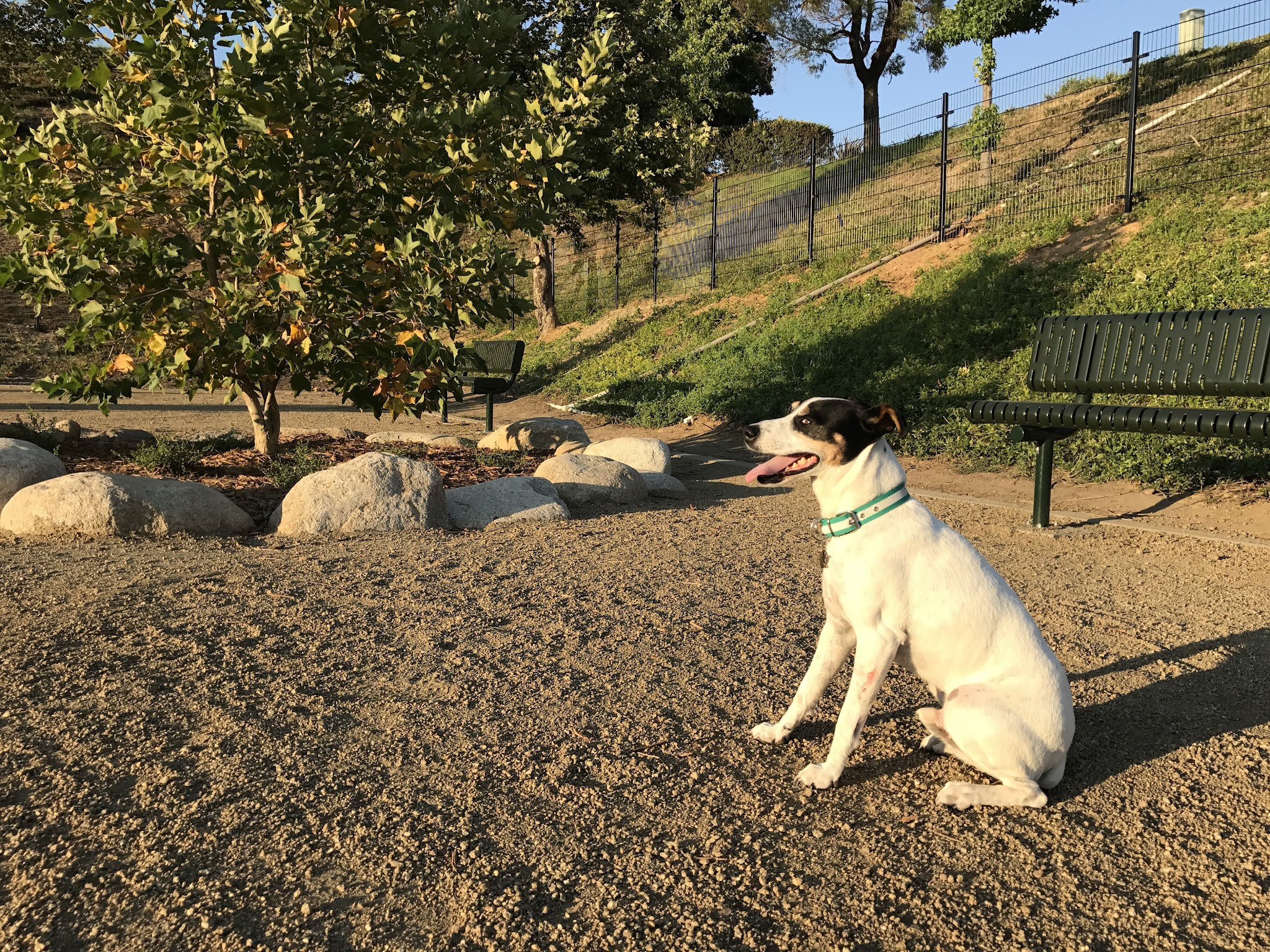 Checkers Dog Park - Yorba Linda, CA