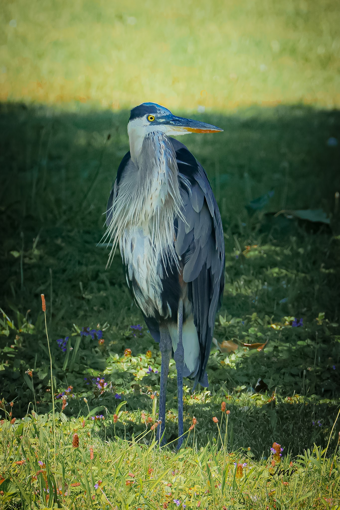 Shiloh Park - Zion, IL