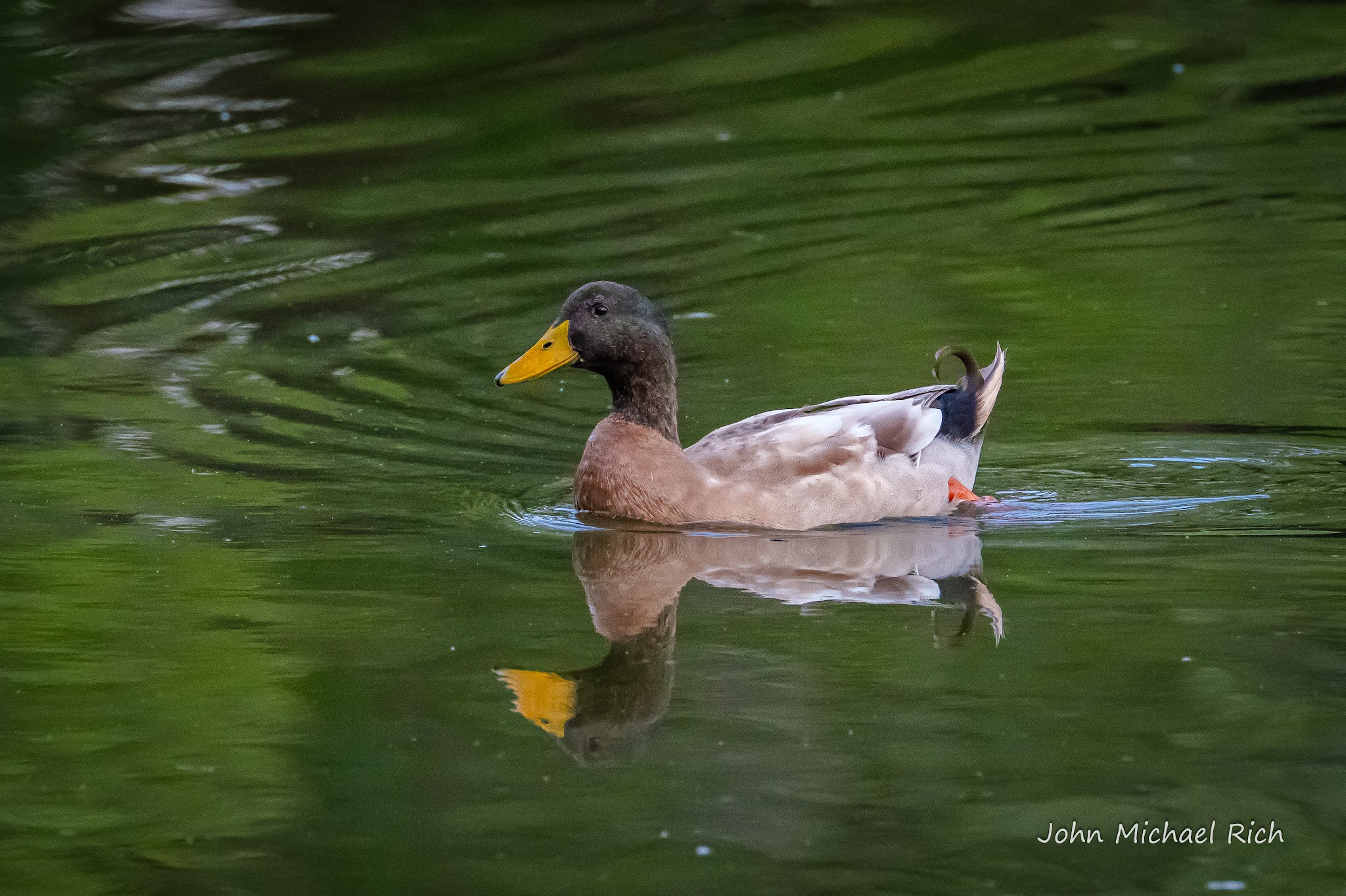 Shiloh Park - Zion, IL