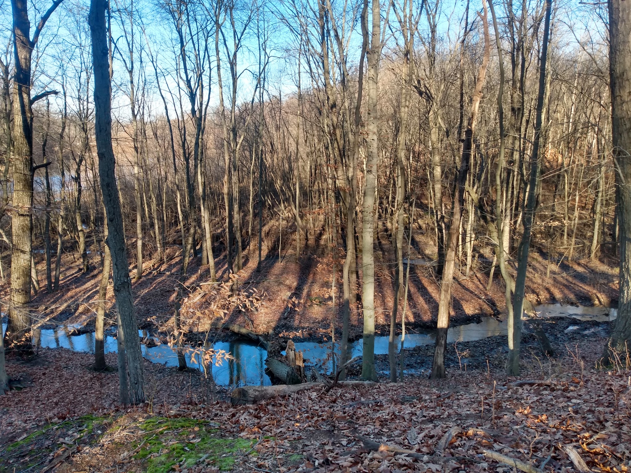 Freneau Woods Park - Aberdeen Township, NJ