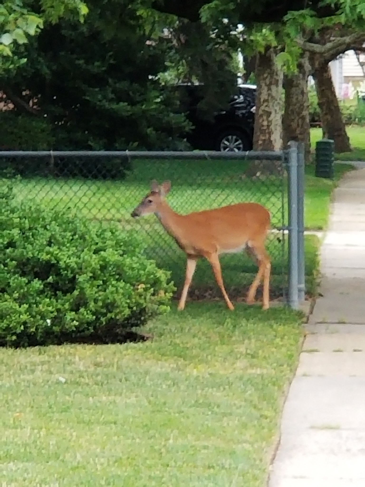 Ivyhill Park - Aberdeen Township, NJ