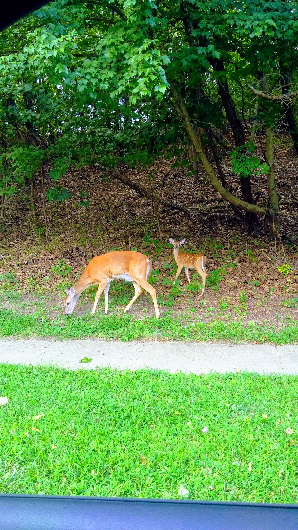 Ivyhill Park - Aberdeen Township, NJ