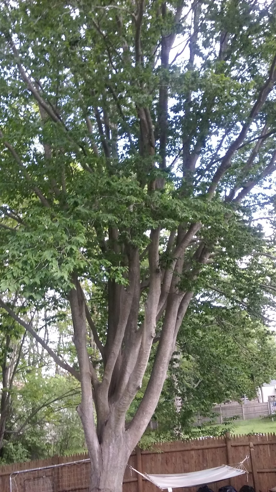 Green St Park - Abington, MA