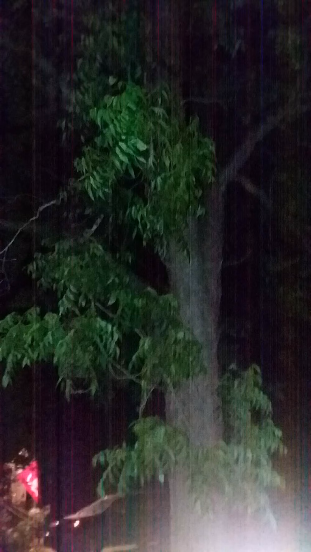 Alston Park - Ailey, GA