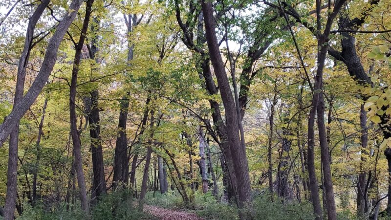 White Woods County Park - Albert Lea, MN