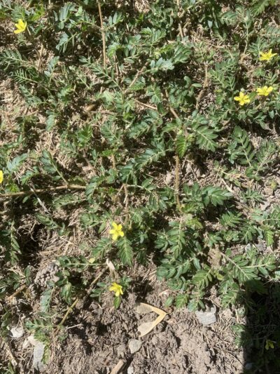 Albion City Park - Albion, ID