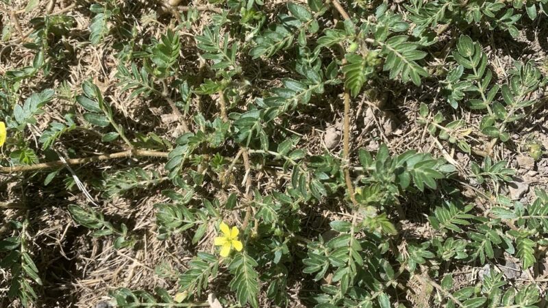 Albion City Park - Albion, ID