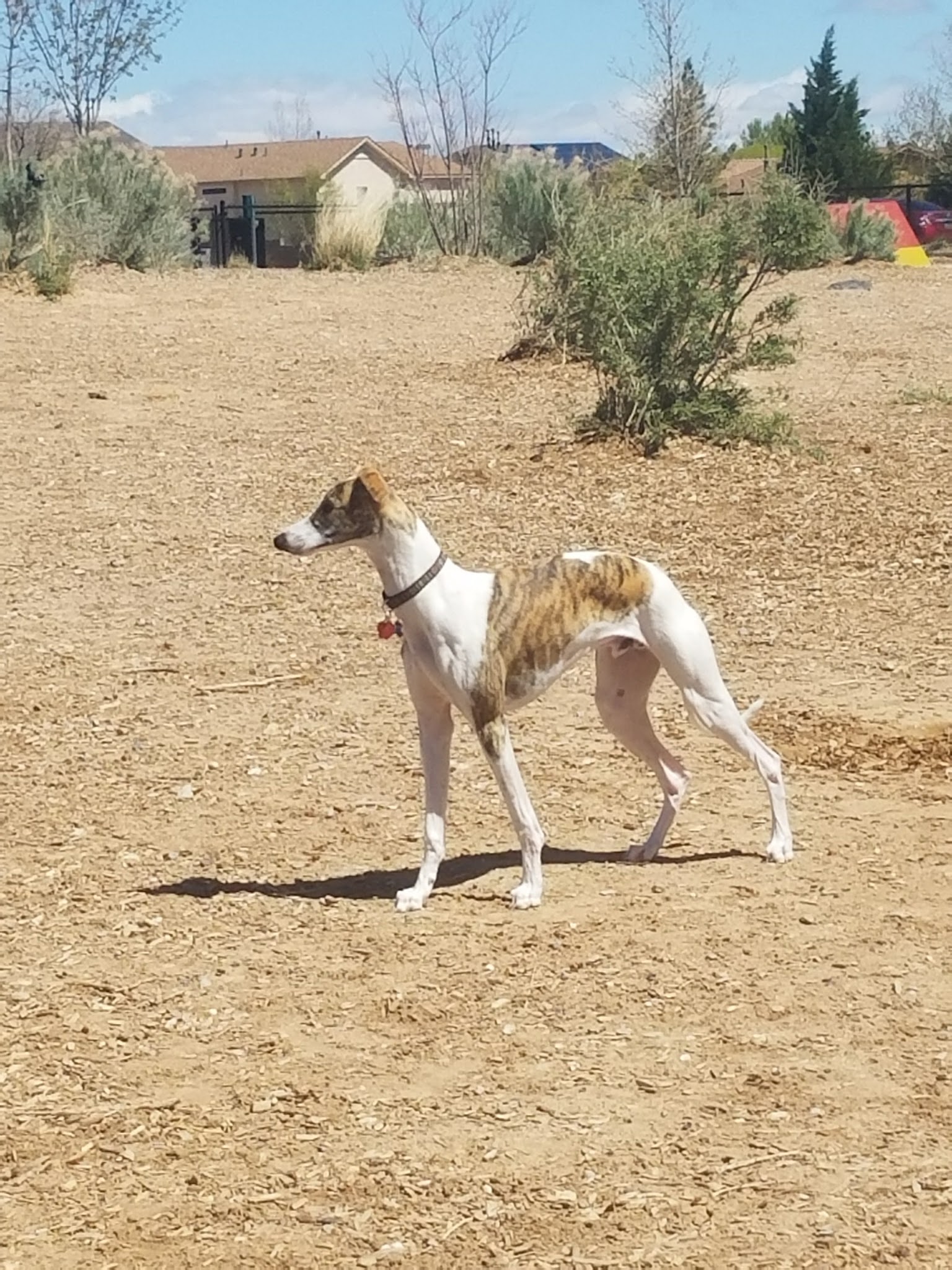 Country Meadows Park - Albuquerque, NM