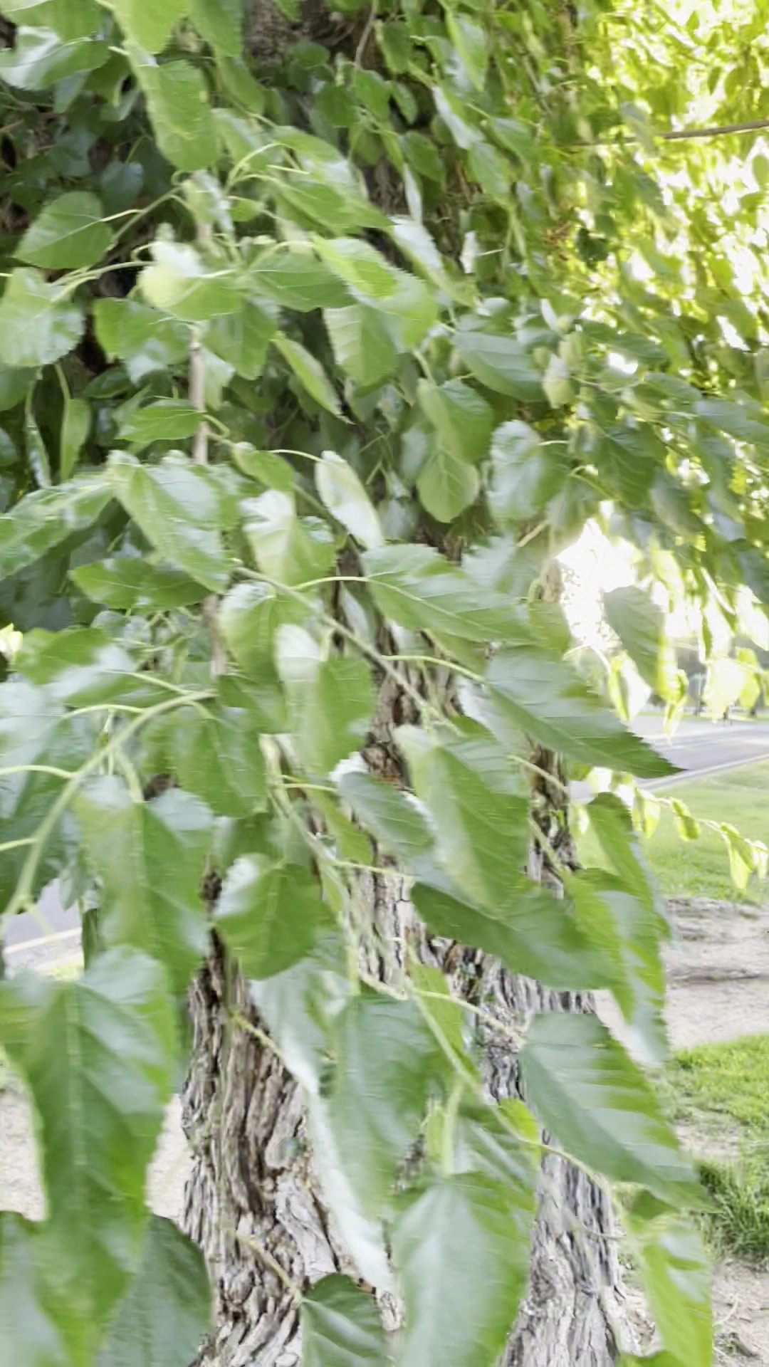 Laurel Circle Park - Albuquerque, NM