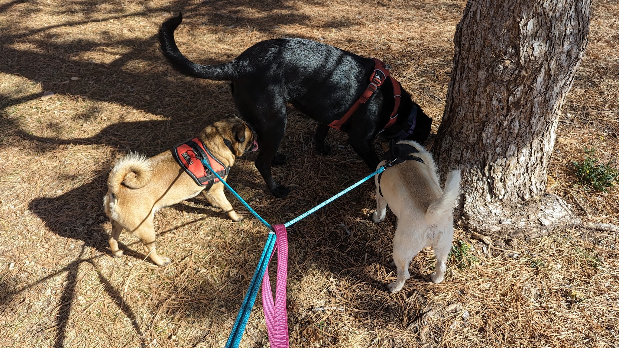 Matthew Meadows Park - Albuquerque, NM