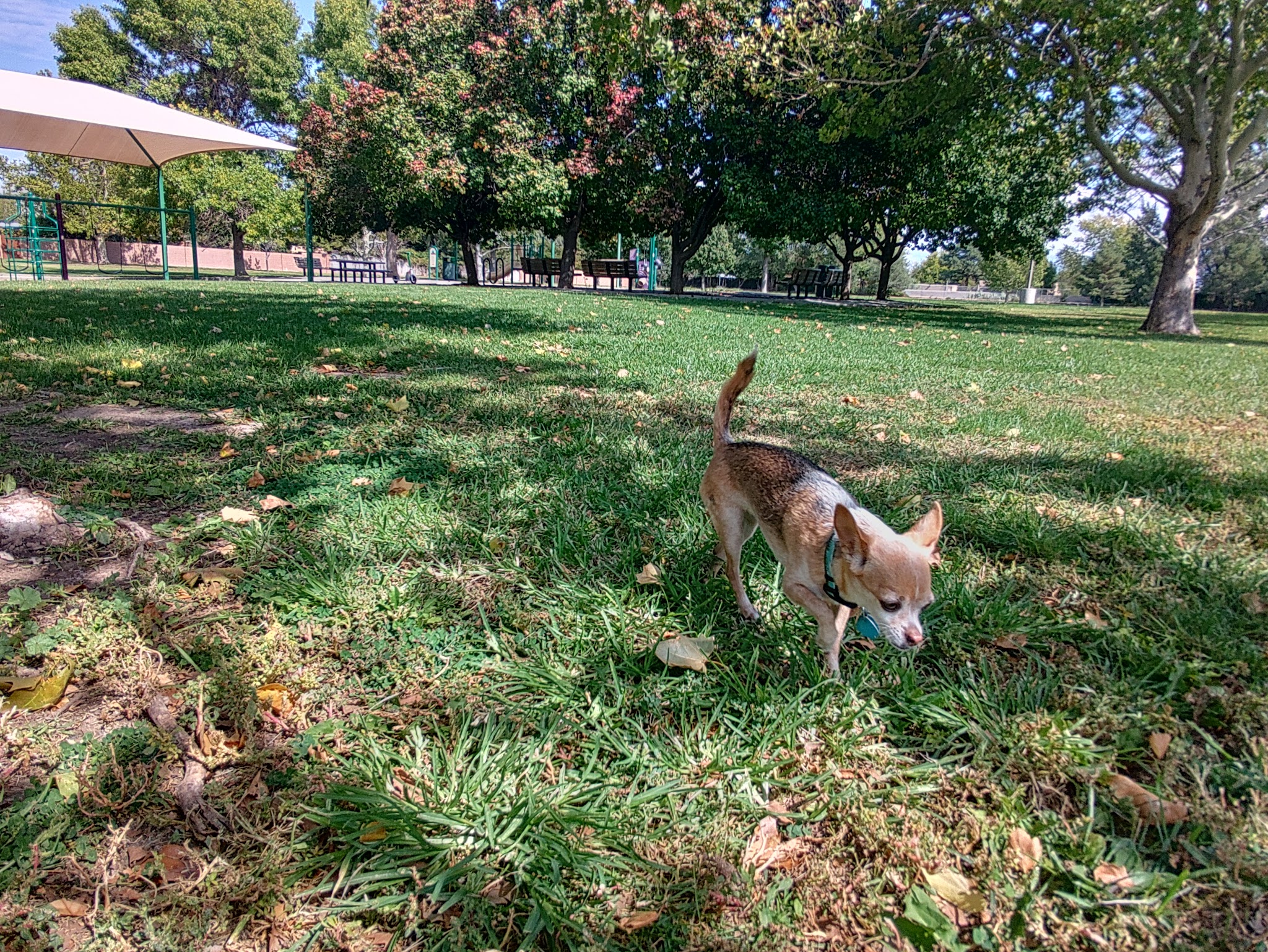 Matthew Meadows Park - Albuquerque, NM