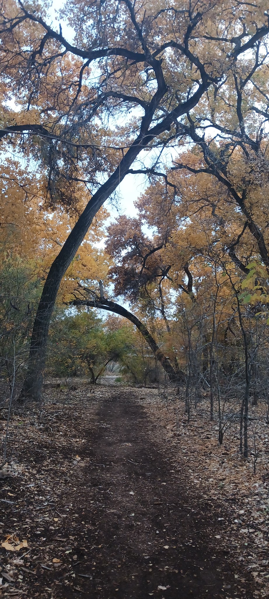 Rio Grande River Trail - Albuquerque, NM