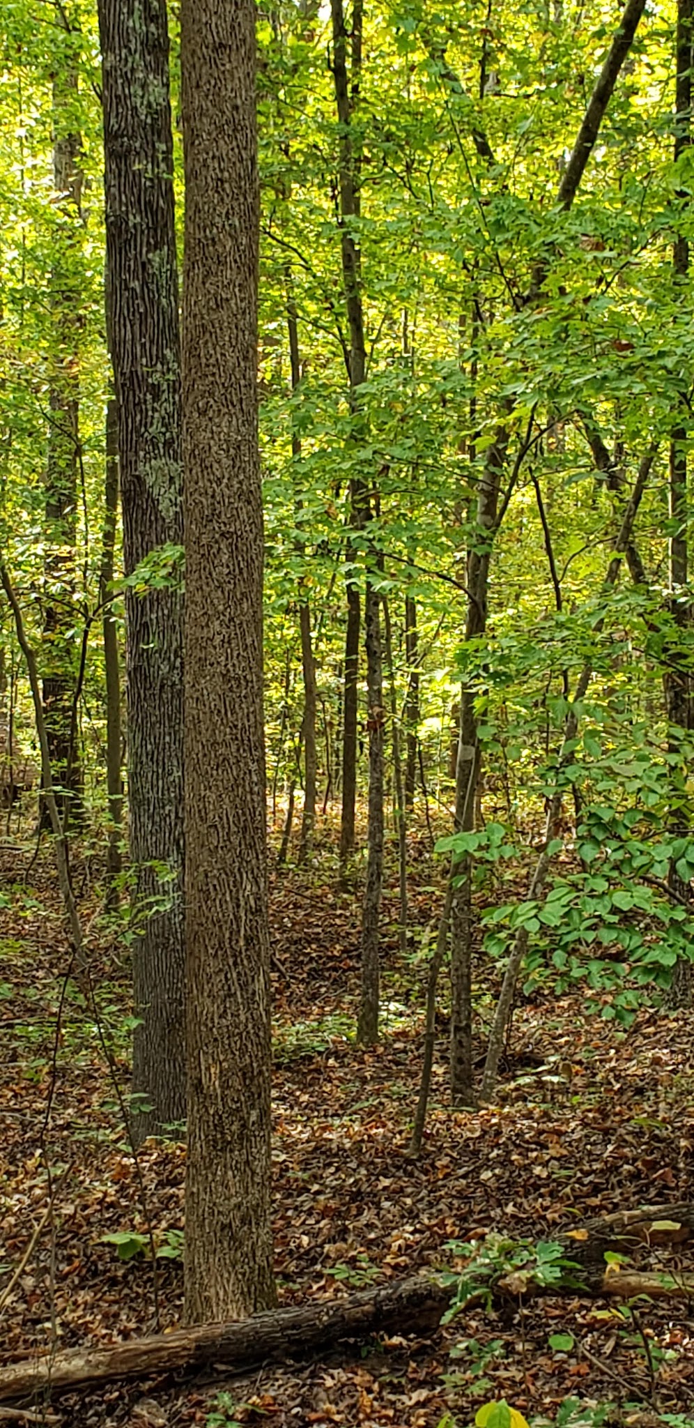Amelia Wildlife Management Area - Amelia Court House, VA