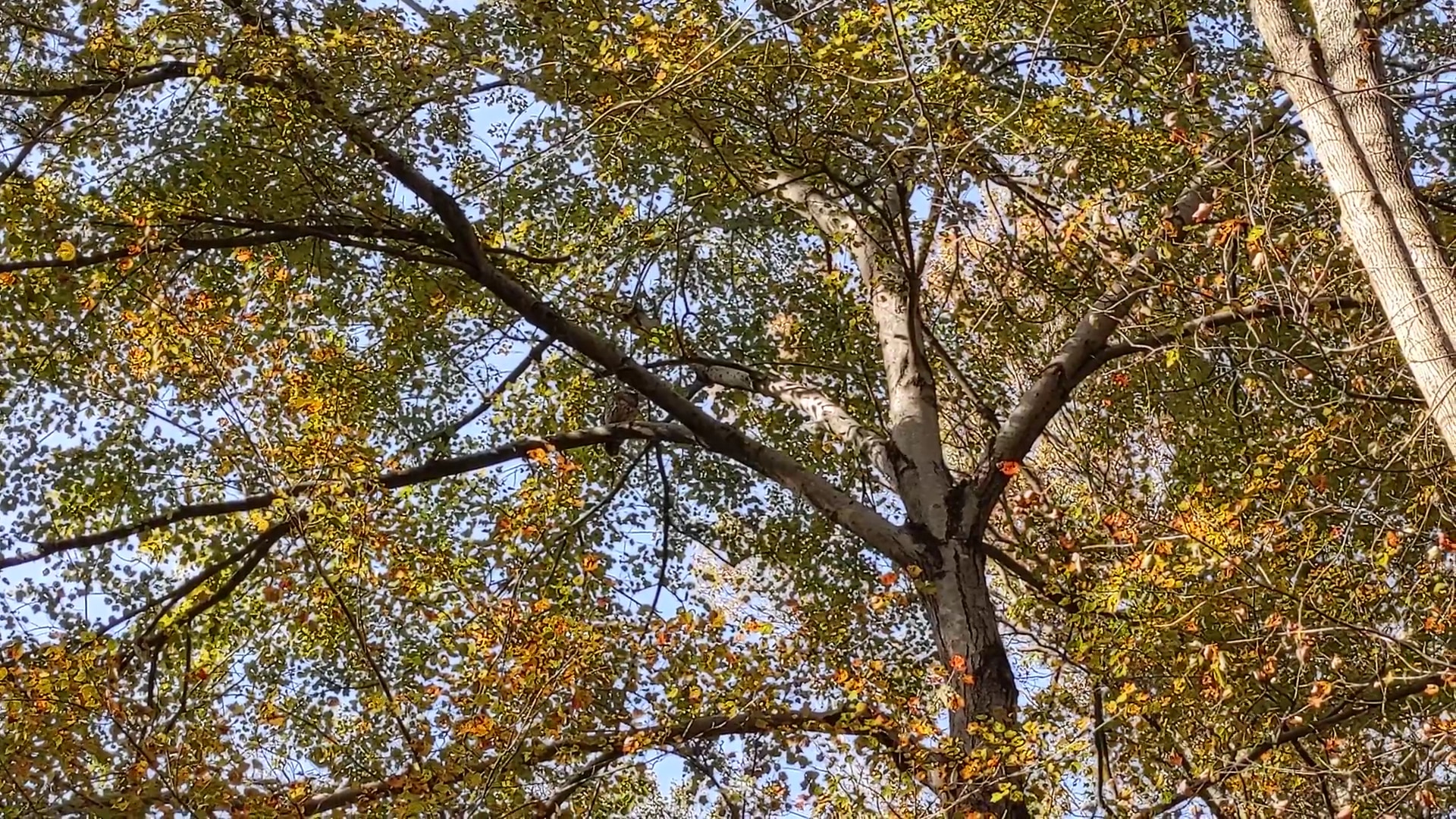 Holmes Run Stream Valley Park - Annandale, VA