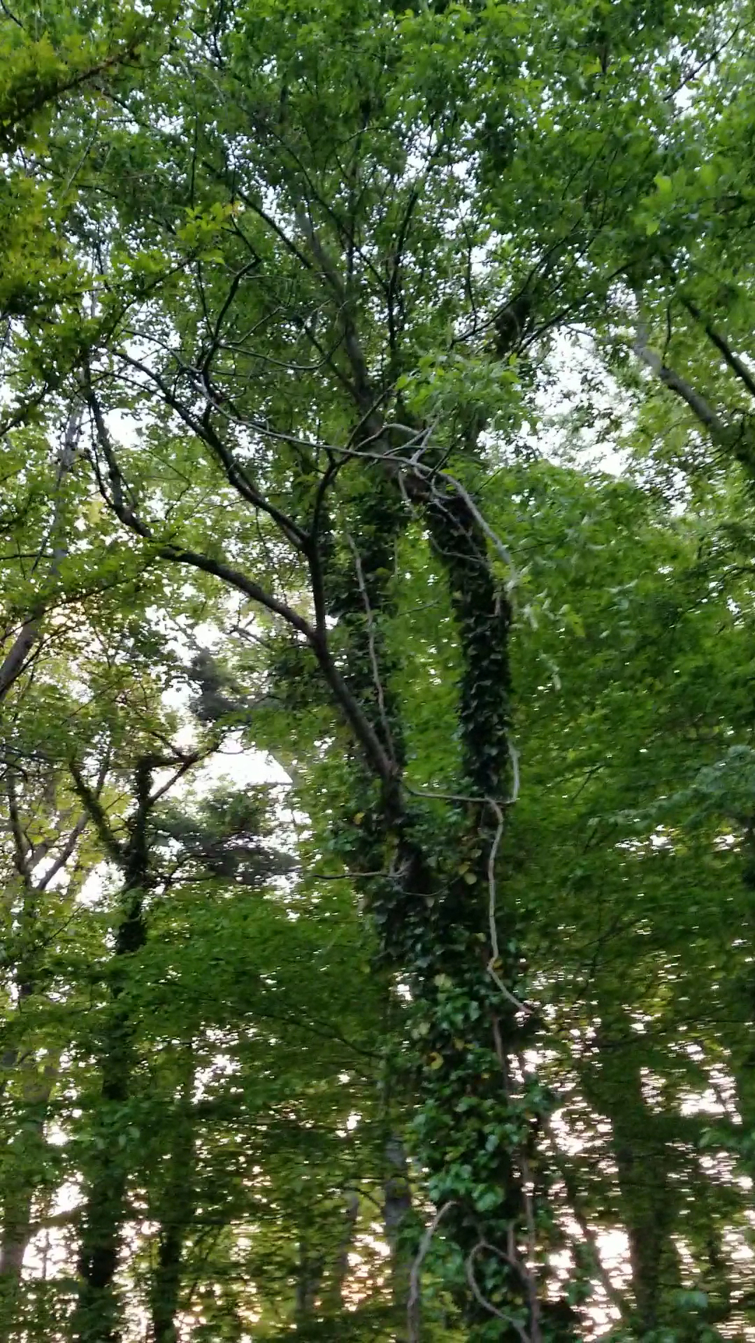 Long Branch Park - Annandale, VA