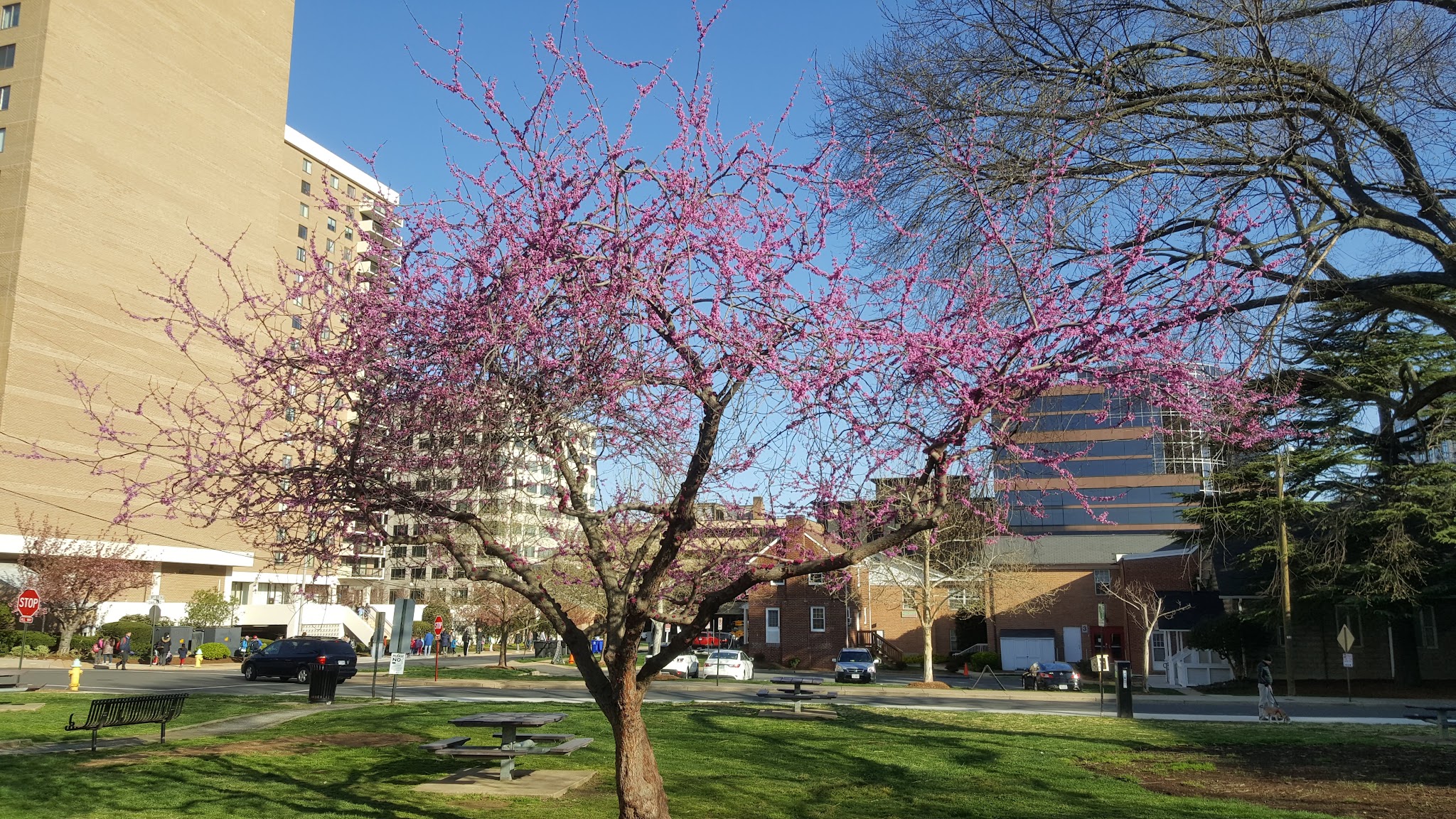 Oakland Park - Arlington, VA