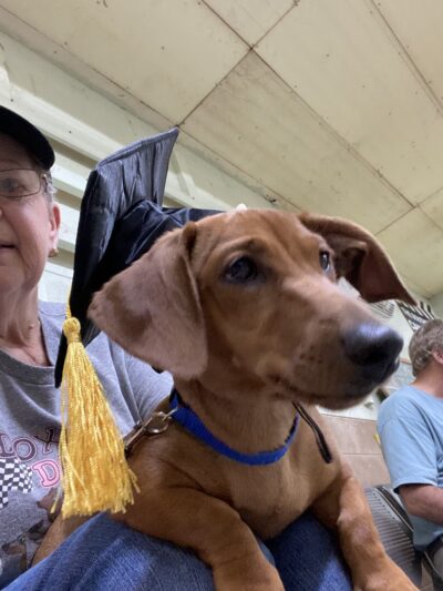 Southern Tails Dog School - Asheboro, NC