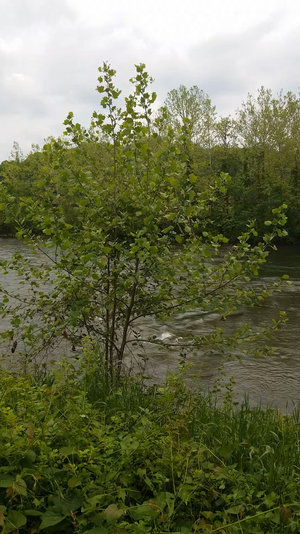 French Broad River Park - Asheville, NC