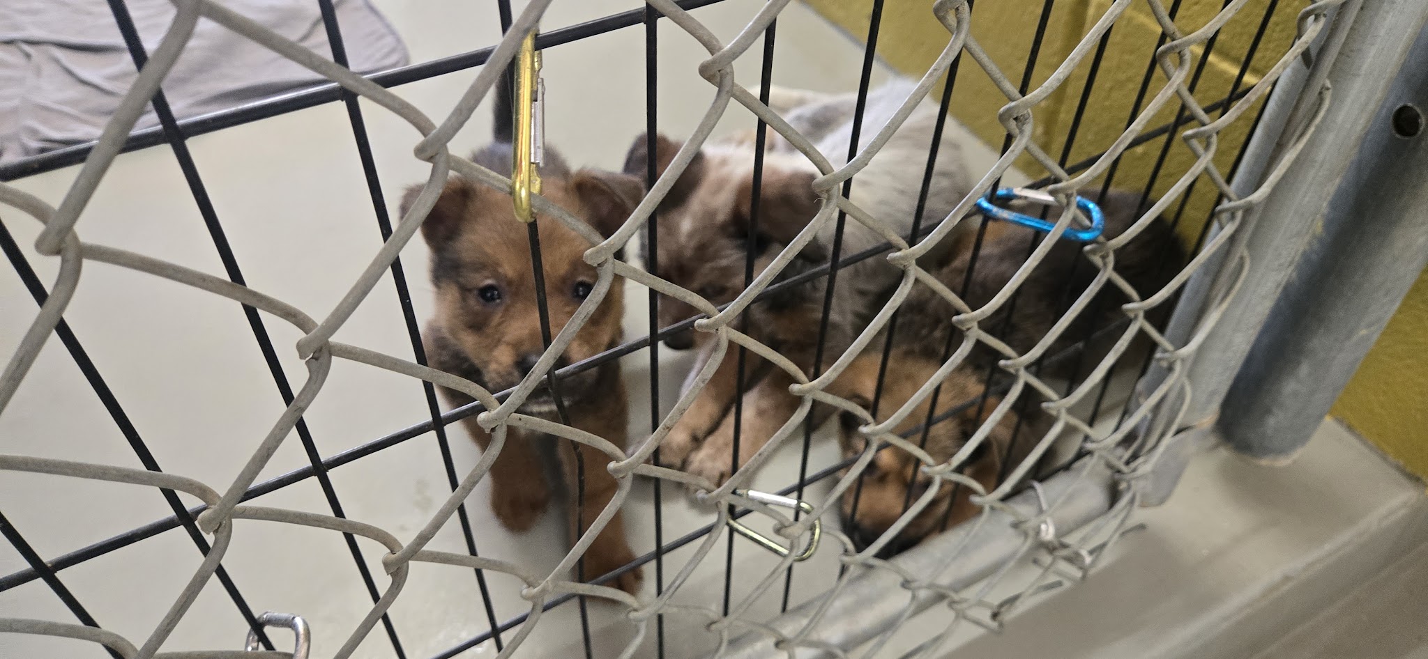 Athens Animal Services - Athens, TX