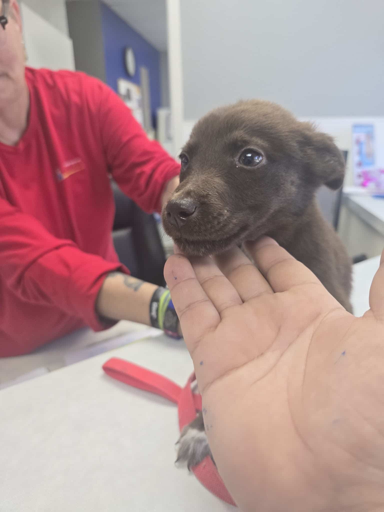 Athens Animal Services - Athens, TX