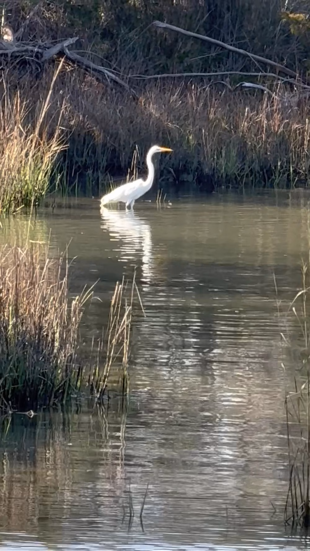 Hoop Pole Creek Nature Trail - Atlantic Beach, NC