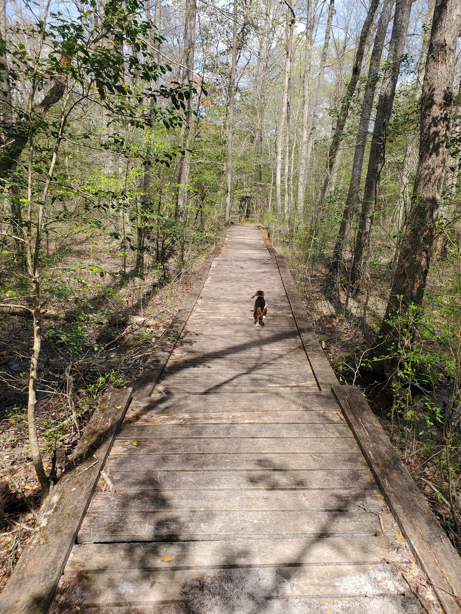 Zoar State Forest - Aylett, VA