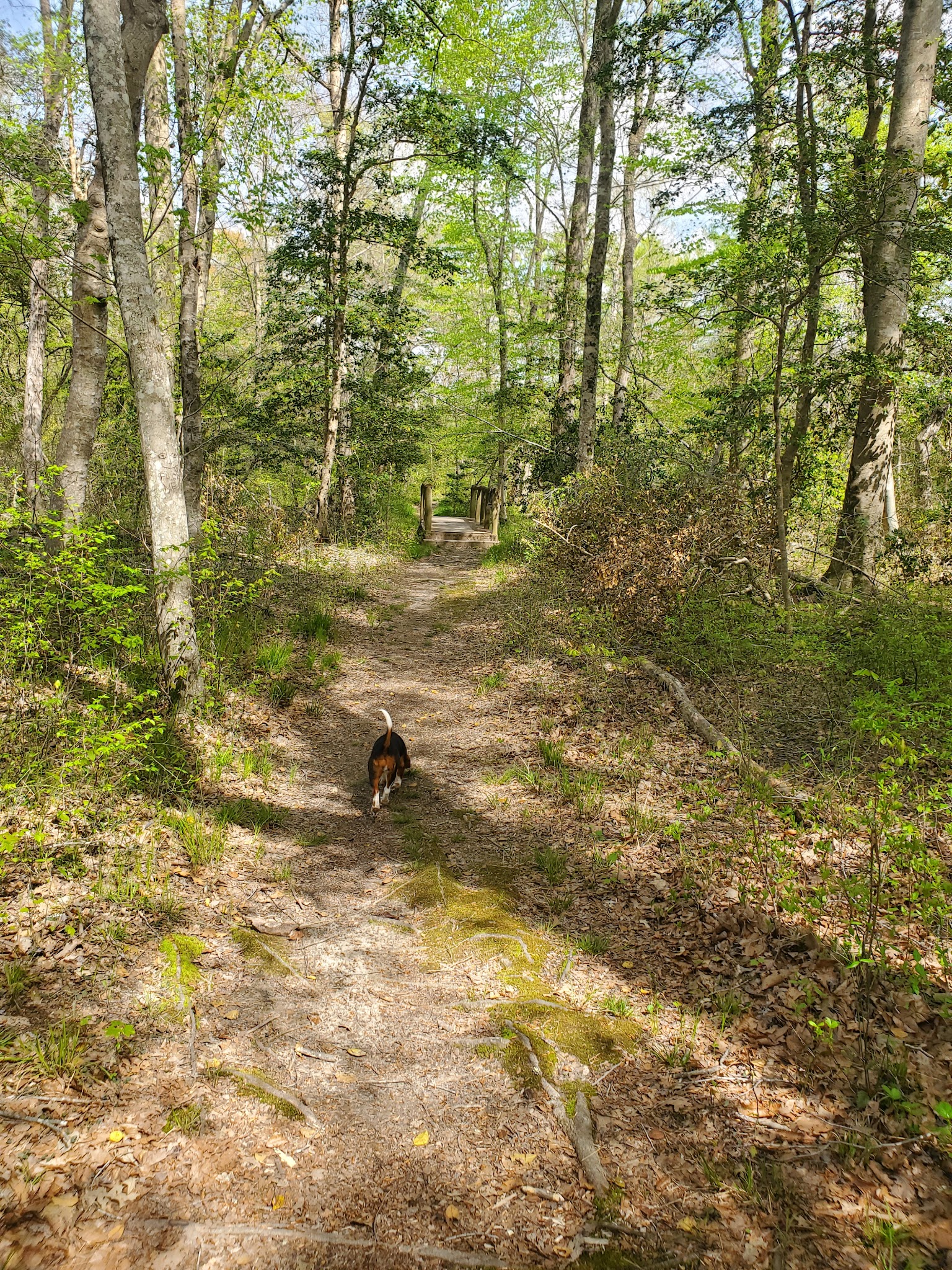 Zoar State Forest - Aylett, VA