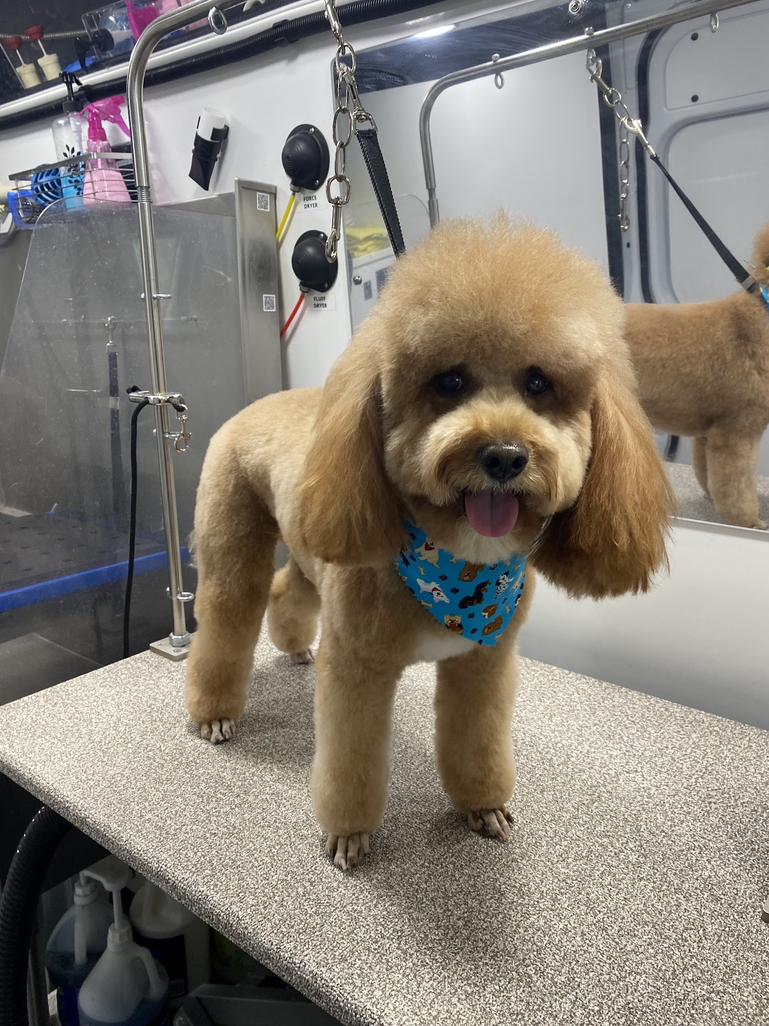 BarksNpurrs Petcare & Spa - ,