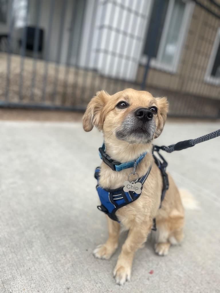 BarksNpurrs Petcare & Spa - ,