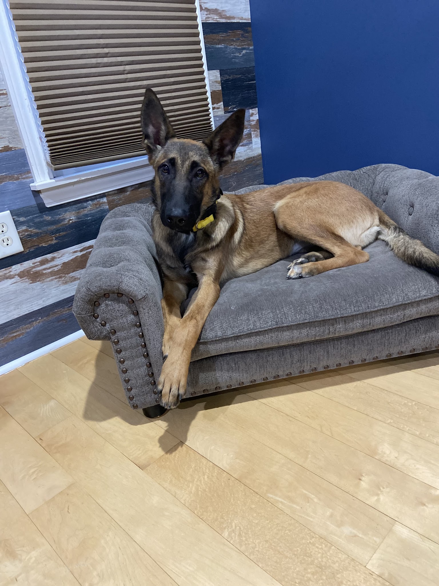 Off Leash K9 Training, Jersey Shore - Bayville, NJ