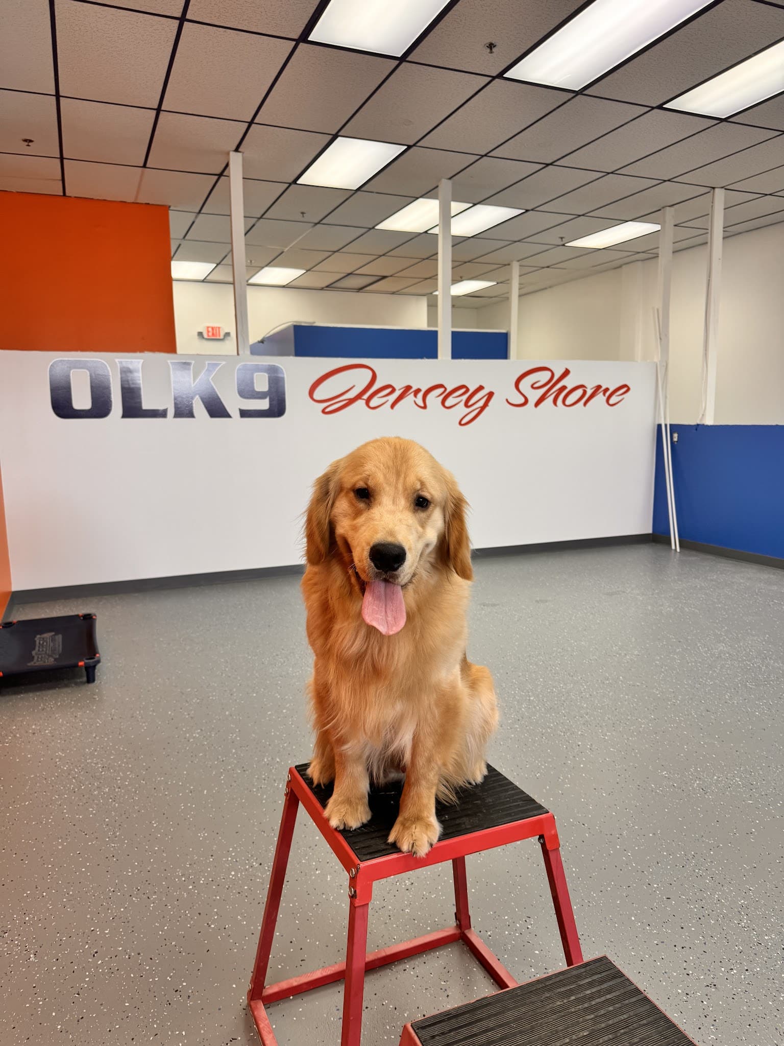 Off Leash K9 Training, Jersey Shore - Bayville, NJ