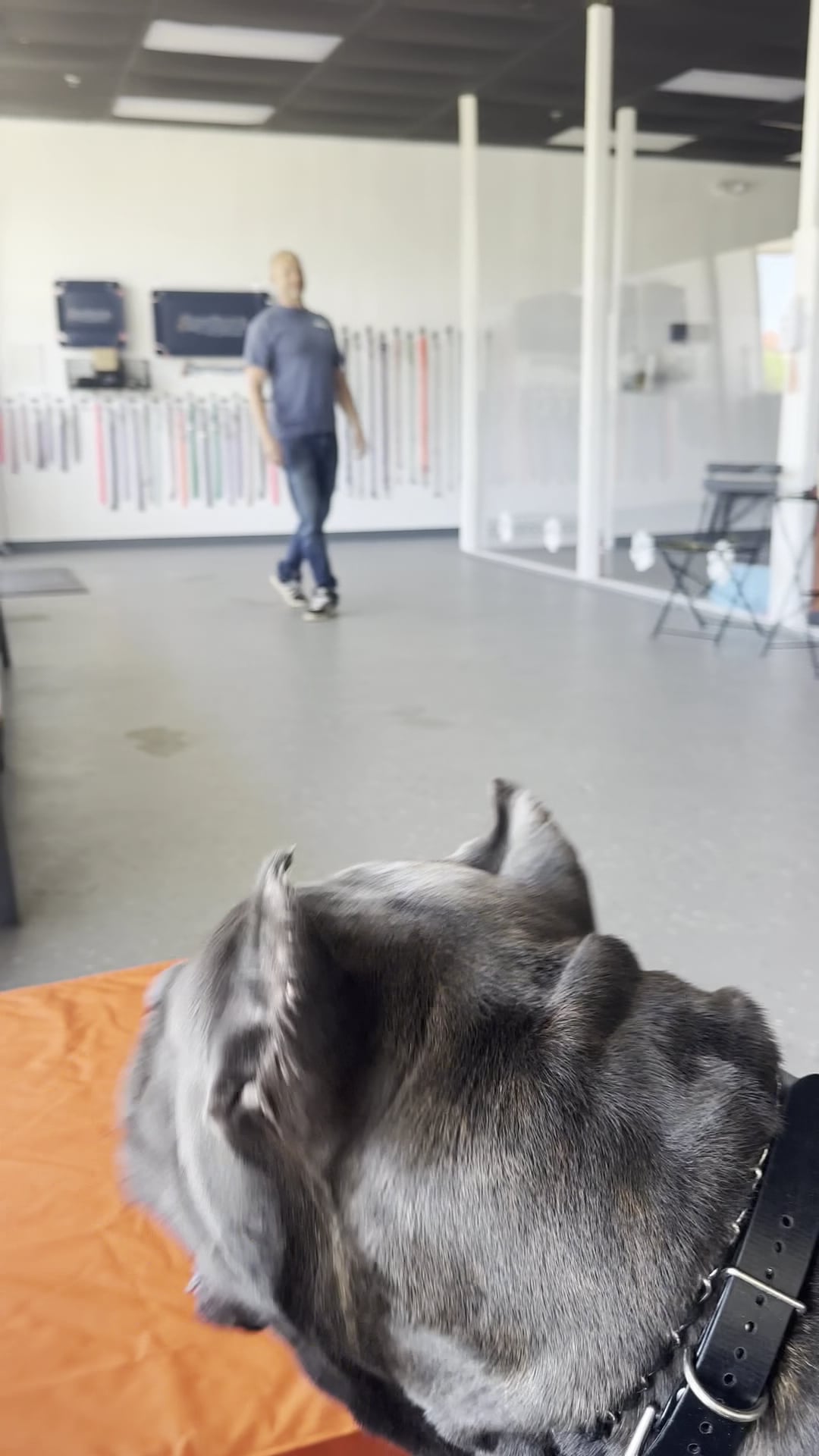 Off Leash K9 Training, Jersey Shore - Bayville, NJ