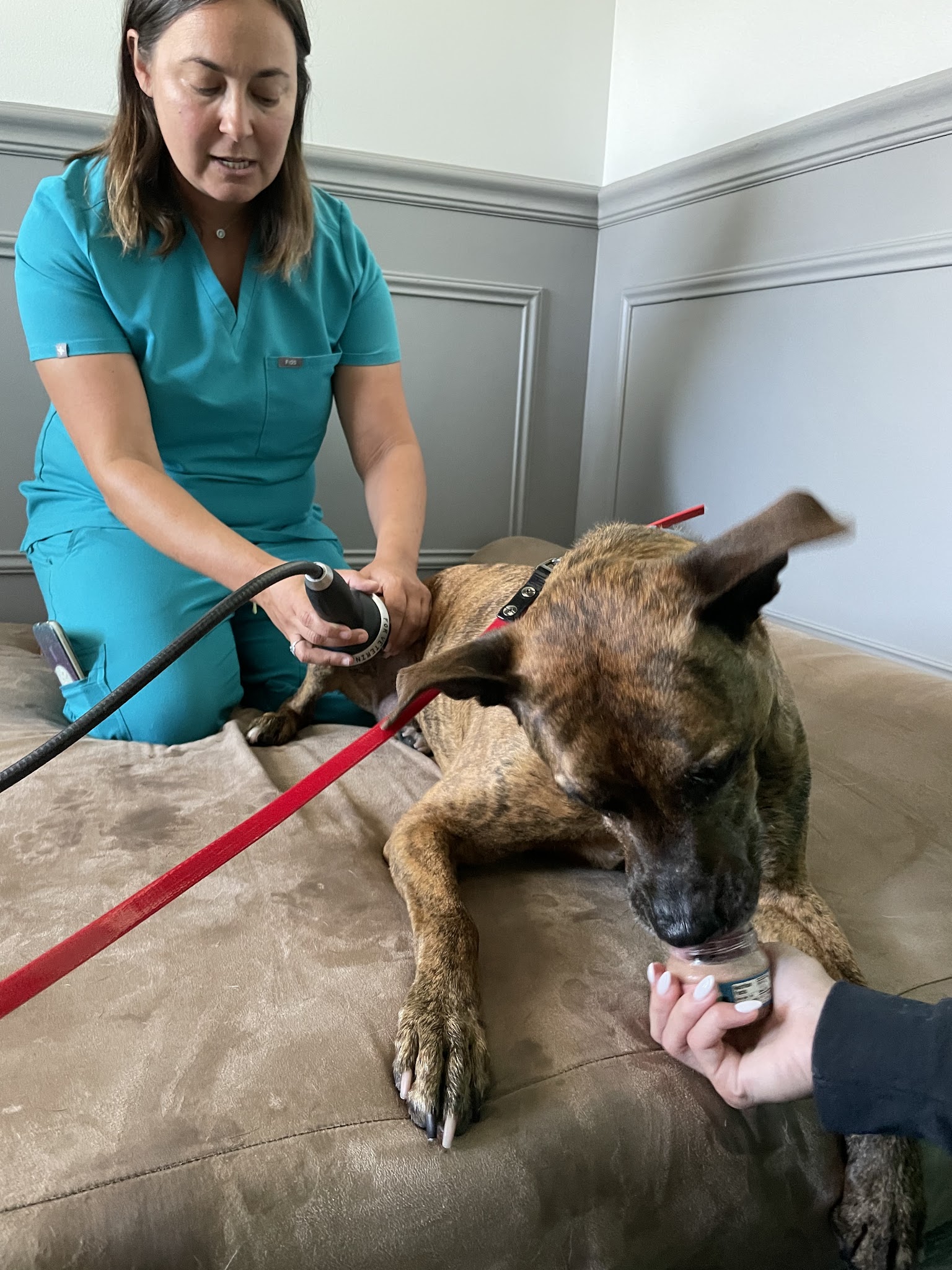 The Doggy Gym - Belmar, NJ