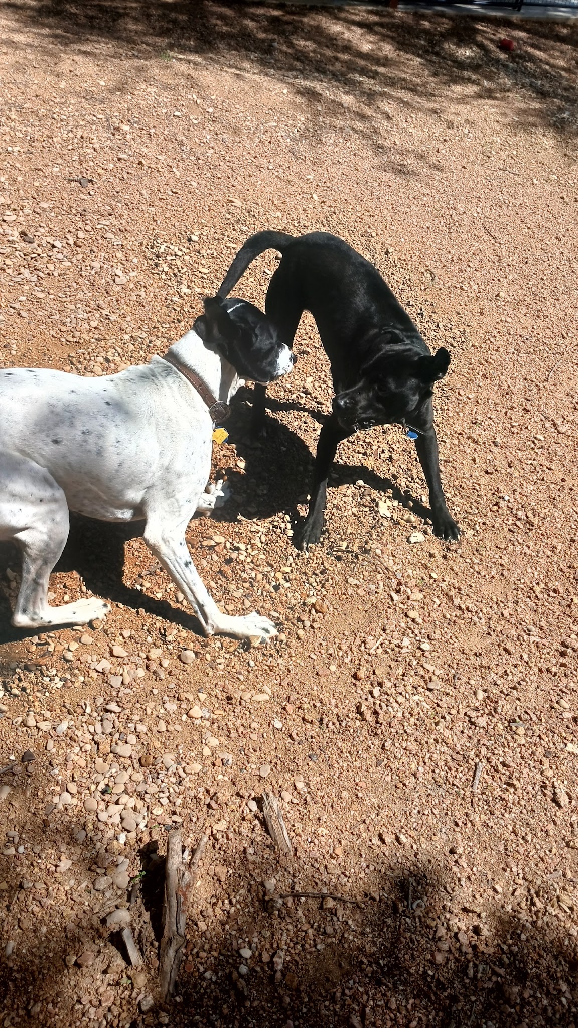 Kingdom Pet Boarding - Ben Wheeler, TX