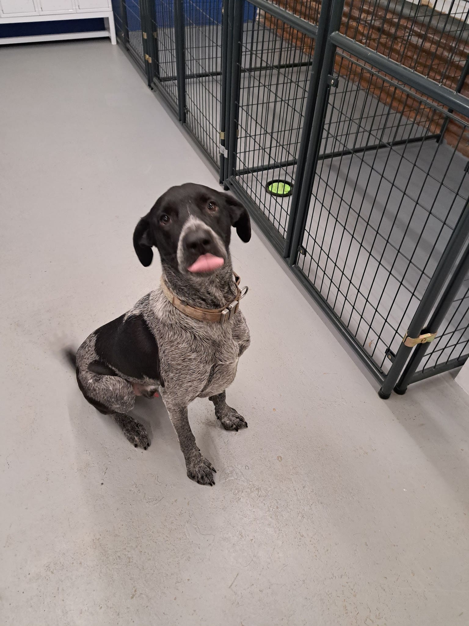 Kingdom Pet Boarding - Ben Wheeler, TX