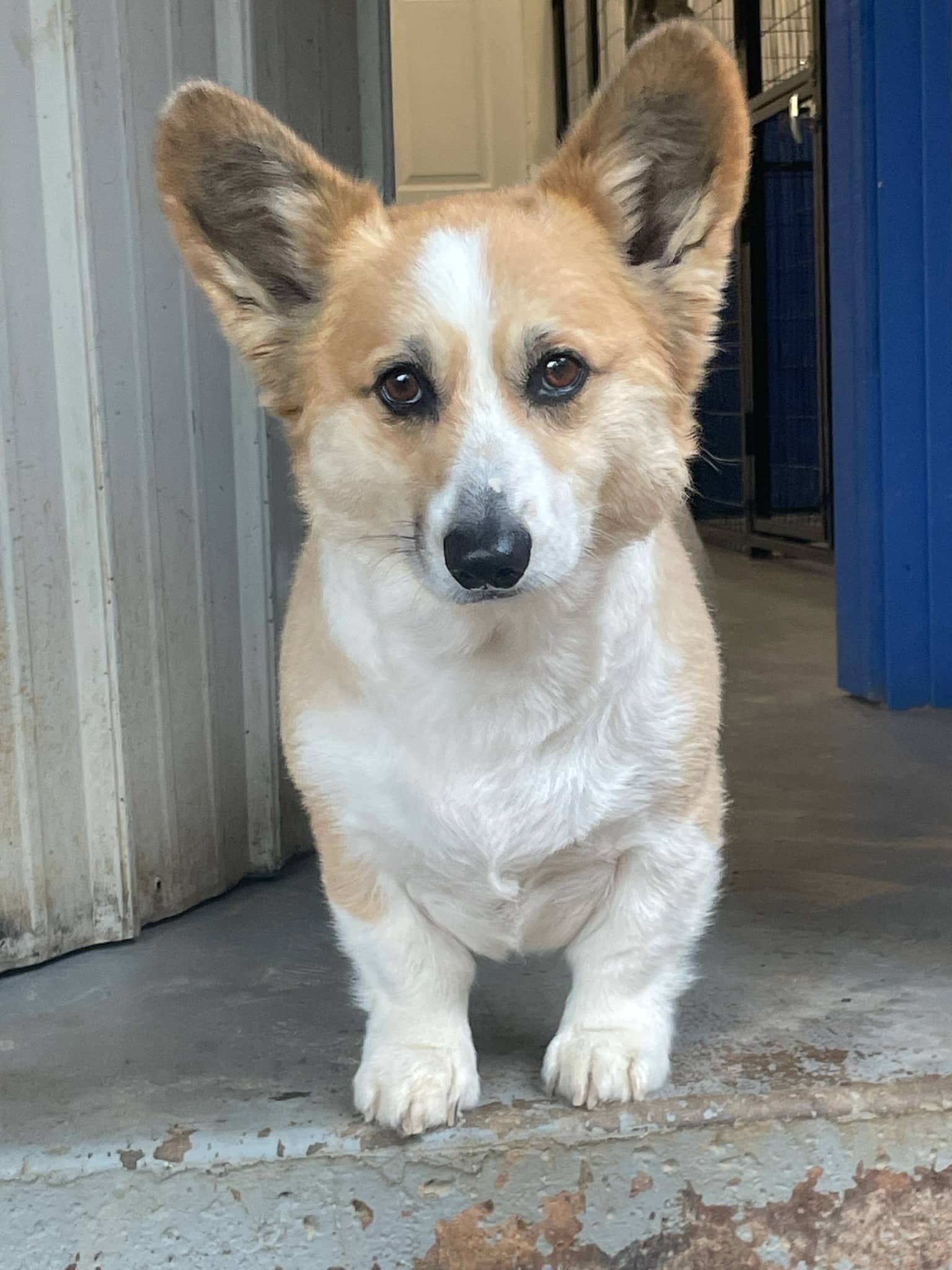 Kingdom Pet Boarding - Ben Wheeler, TX