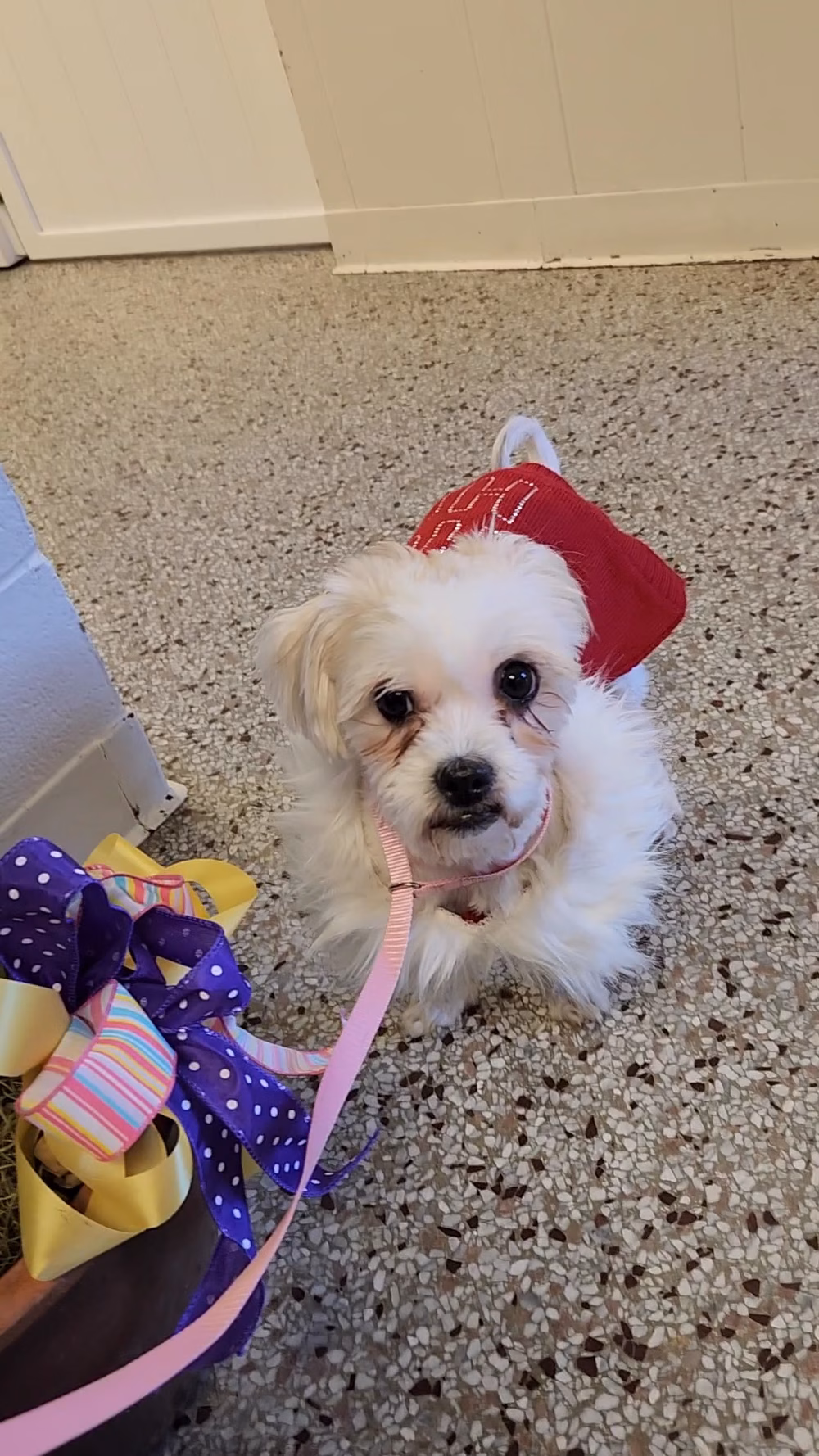 Posh 4 Paws - Boarding, Grooming, Daycare, & Boutique - Beulaville, NC