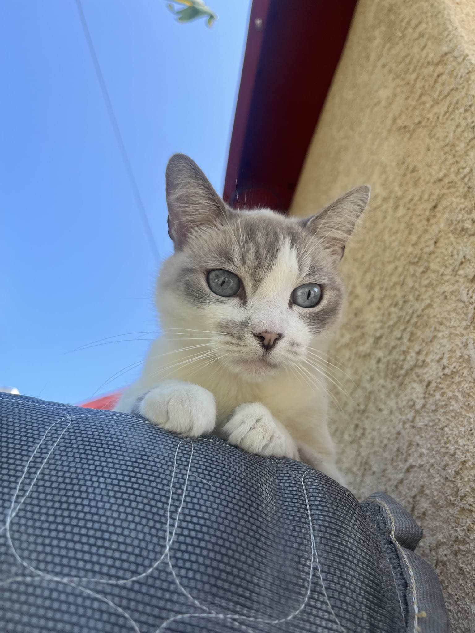 Bri’sdogwalking - ,