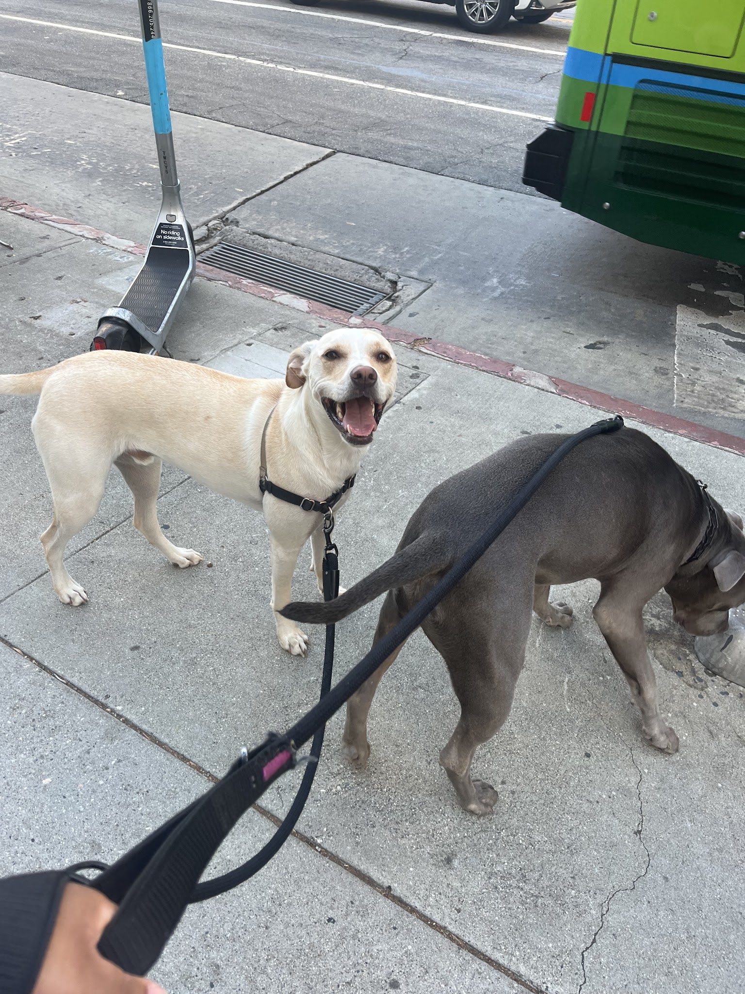 Bri’sdogwalking - ,