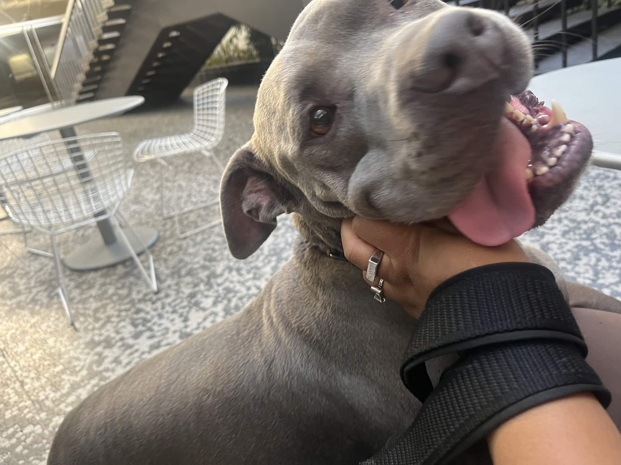 Bri’sdogwalking - ,