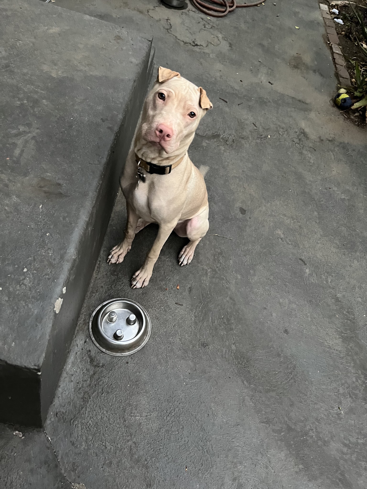 Bri’sdogwalking - ,