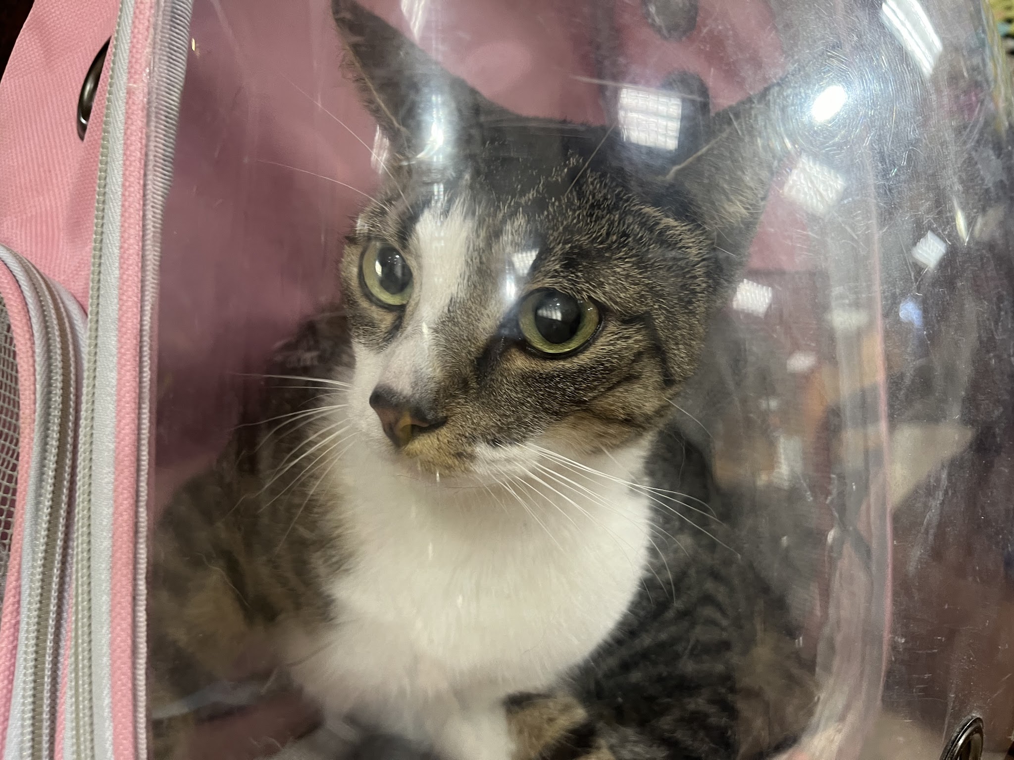 Bri’sdogwalking - ,